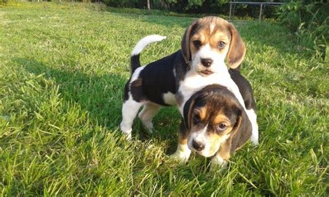 beagle puppies for sale dfw|puppies for sale dallas tx.